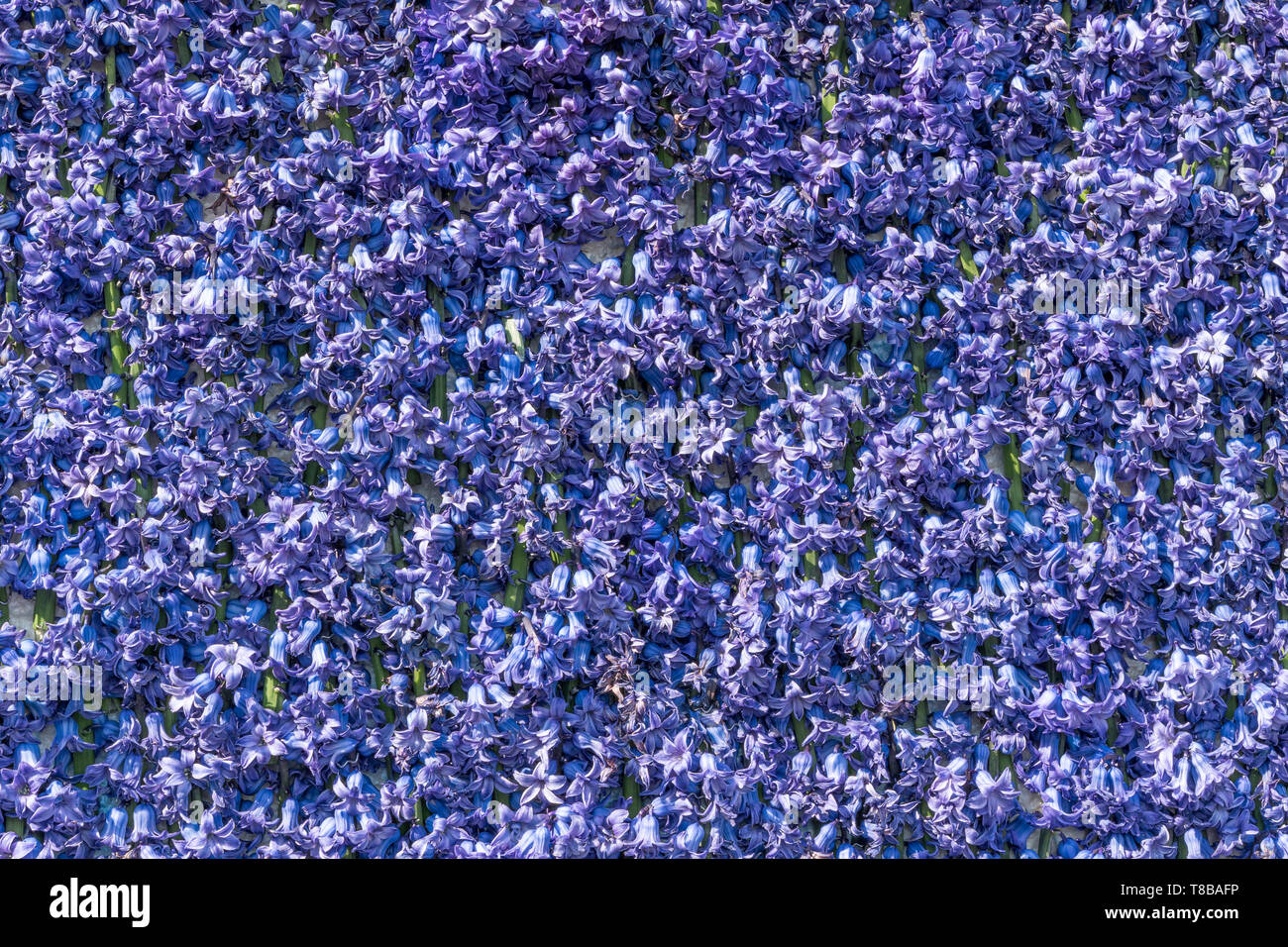 Blau und lila Hyazinthen Blumen als natürlichen Hintergrund oder Textur Stockfoto