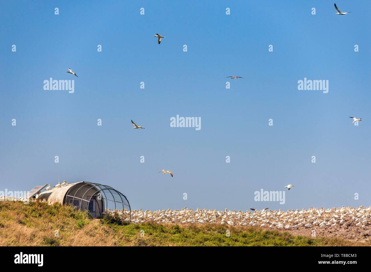 Frankreich, Cotes d'Armor, Perros Guirec, Kolonie Basstölpel (Morus bassanus) auf der Insel Rouzic in Sept Îles Nature Reserve, die wissenschaftliche Beobachtung station hosting Videoüberwachung in Echtzeit der Kolonie Stockfoto