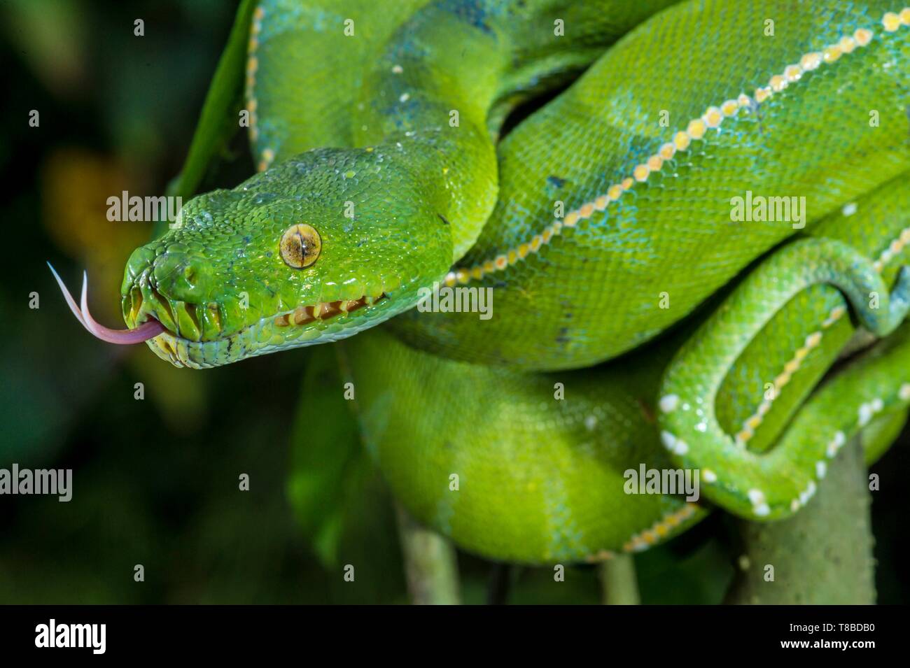 Papua-neuguinea Western Highlands Provinz, Wahgi Tal, Mount Hagen Region, green Python (Moralia viridis) Stockfoto