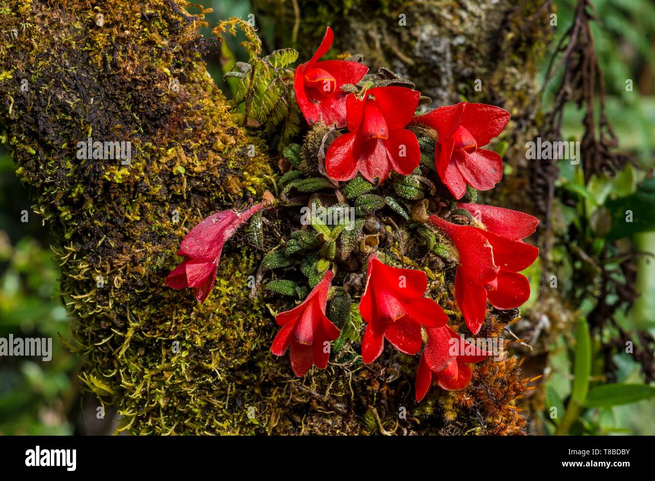 Papua-neuguinea Western Highlands Provinz, Wahgi Tal, Mount Hagen Region, Orchidee Stockfoto