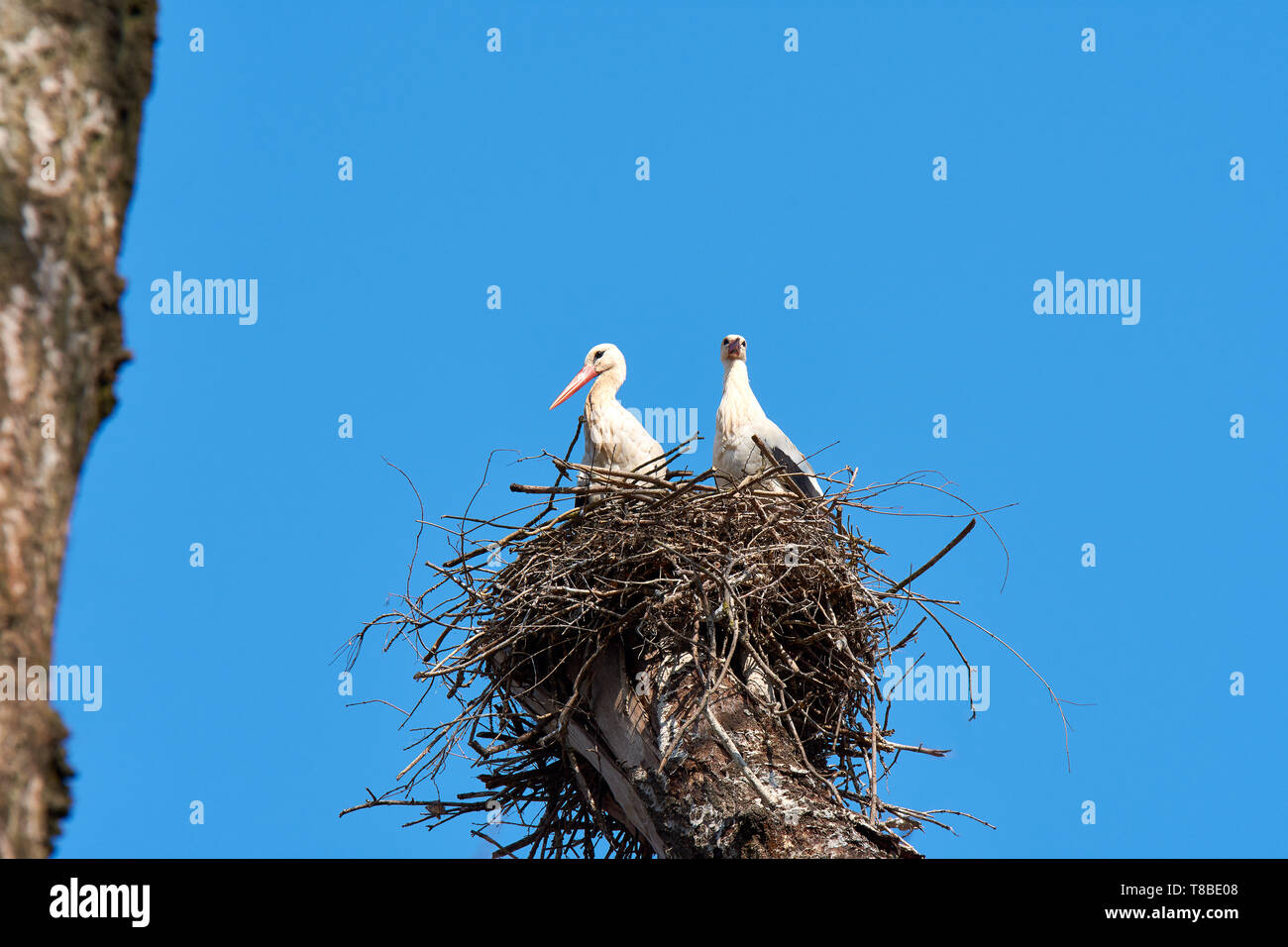 Storchennest mit zwei störche in einer Baumkrone mit blauem Himmel Hintergrund. Stockfoto