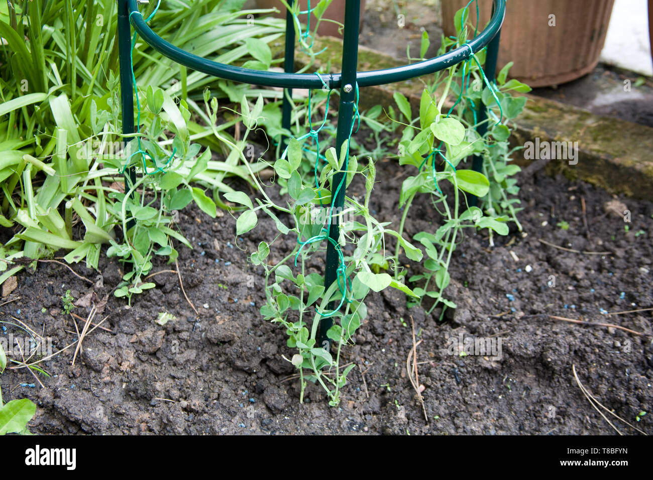 Sweet pea Pflanzen angepflanzt in einen kreisförmigen Unterstützung im Boden Stockfoto
