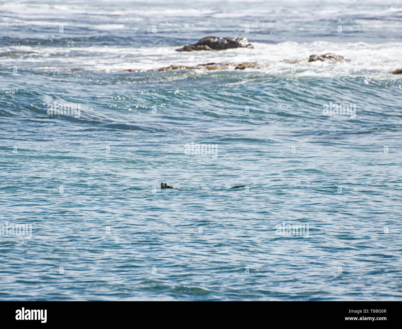 Ein Cape Clawless Otter schwimmen im Südlichen Afrika Stockfoto