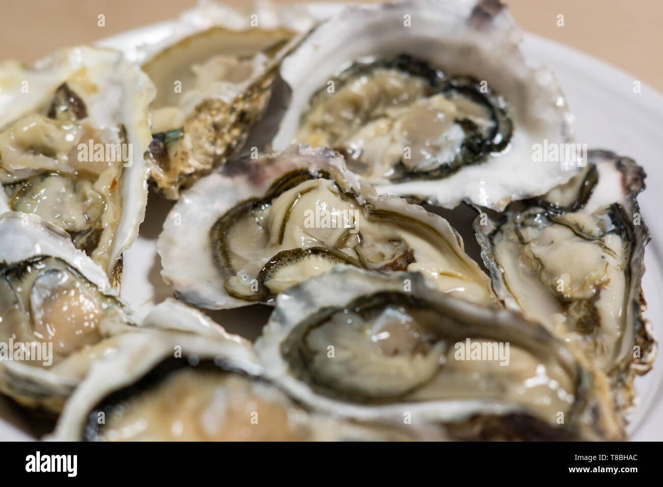 Rohe Austern in einer Platte Stockfoto