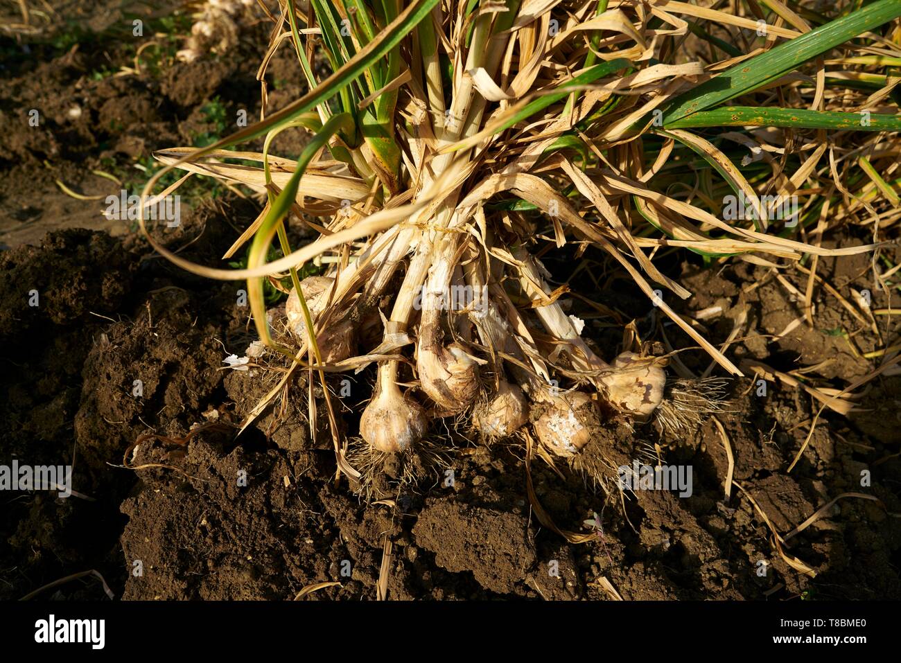 Knoblauch Ernten Stockfotos Knoblauch Ernten Bilder Alamy