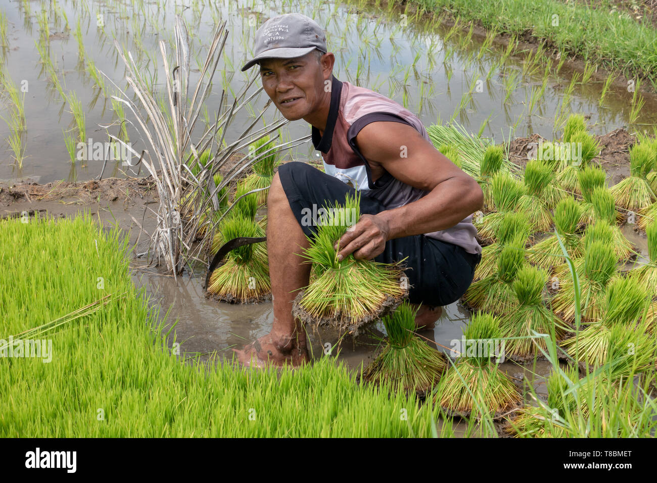 Bauer im Reisfeld Feld während der Regenzeit arbeitet, schneidet die jungen Reispflanzen Stockfoto