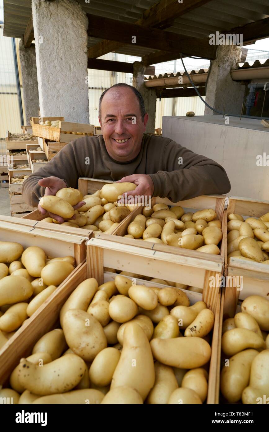 Frankreich, Pyrenees Orientales, Perpignan, SCEA Llyboutry, Markt Gärtner, Portrait von Llyboutry Jer¶ mich Kartoffelerzeuger Bea Stockfoto