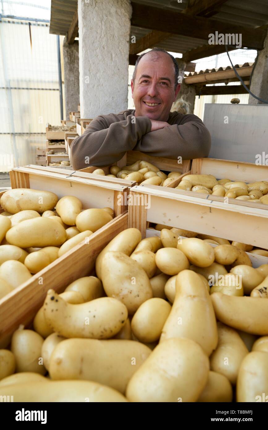 Frankreich, Pyrenees Orientales, Perpignan, SCEA Llyboutry, Markt Gärtner, Portrait von Llyboutry Jer¶ mich Kartoffelerzeuger Bea Stockfoto
