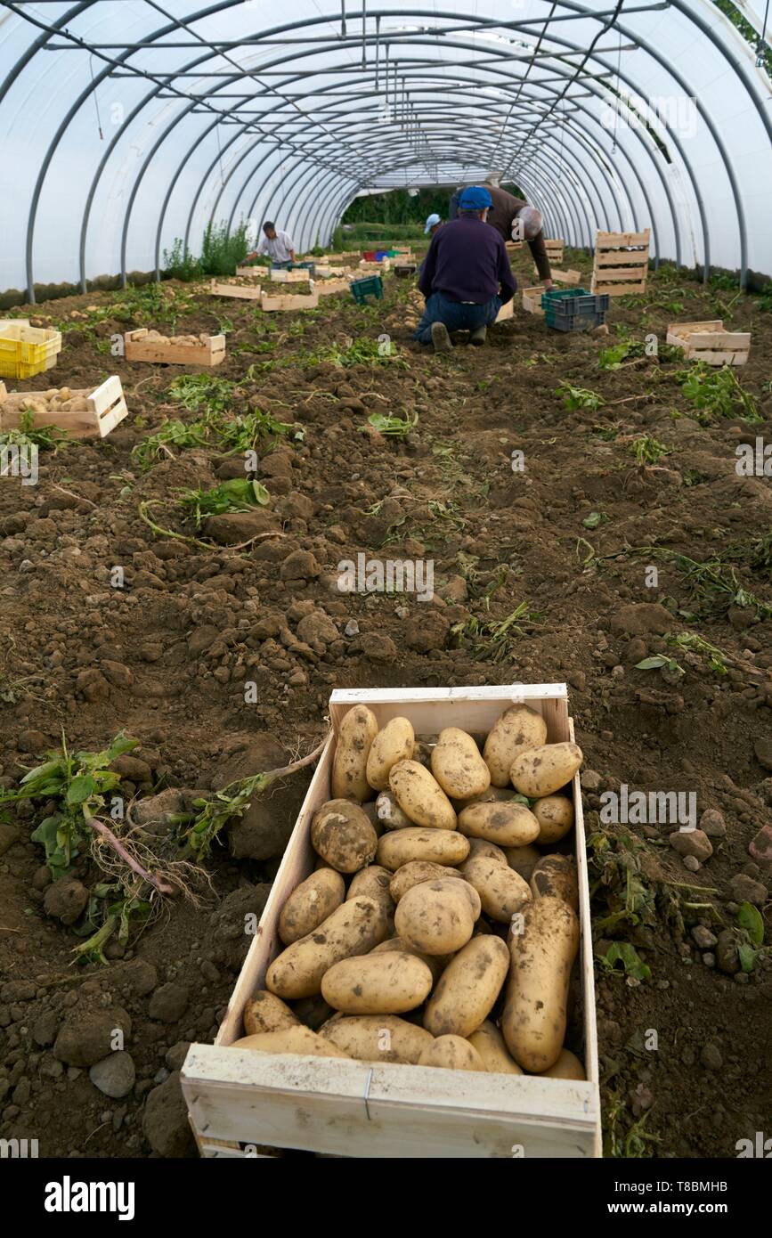 Frankreich, Pyrenees Orientales, Palau del Vidre, Ormeno Joel, die kartoffelerzeuger Bea du Roussillon, manuelle Erfassung von Kartoffeln in Gewächshäusern Stockfoto