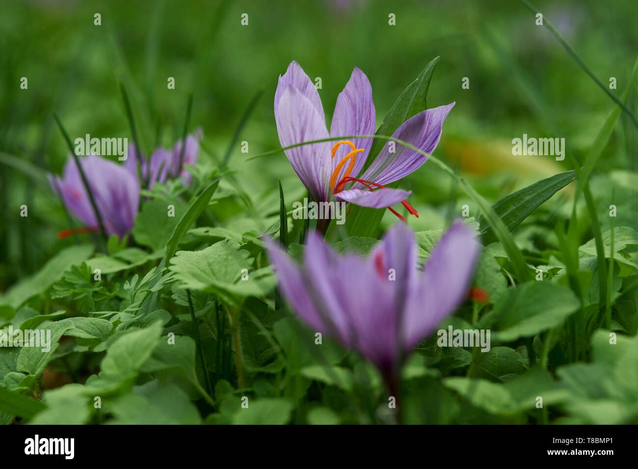 Frankreich, Lot, Cajarc, Ort Garrigue, Didier Burg, Hersteller von Safran Safran Blume (crocus sativus) Stockfoto