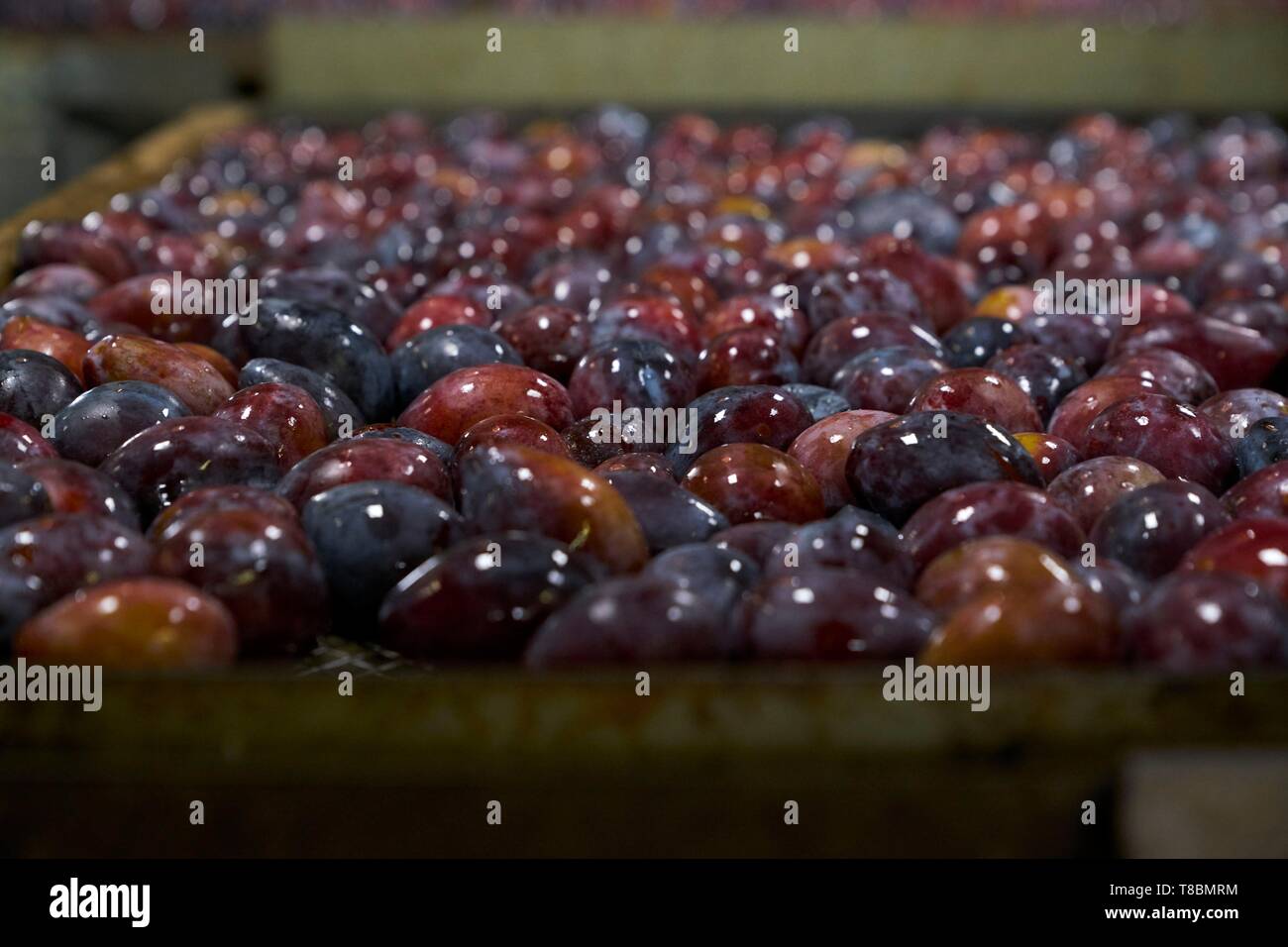 Frankreich, Lot, Belfort de Quercy, Ort La Gaubille, Verines & Freres, Produzent von Agen Pflaumen, nach der Ernte, die Pflaumen sortiert, gewaschen und in der Ausgabefächer abgelegt vor dem Trocknen Stockfoto