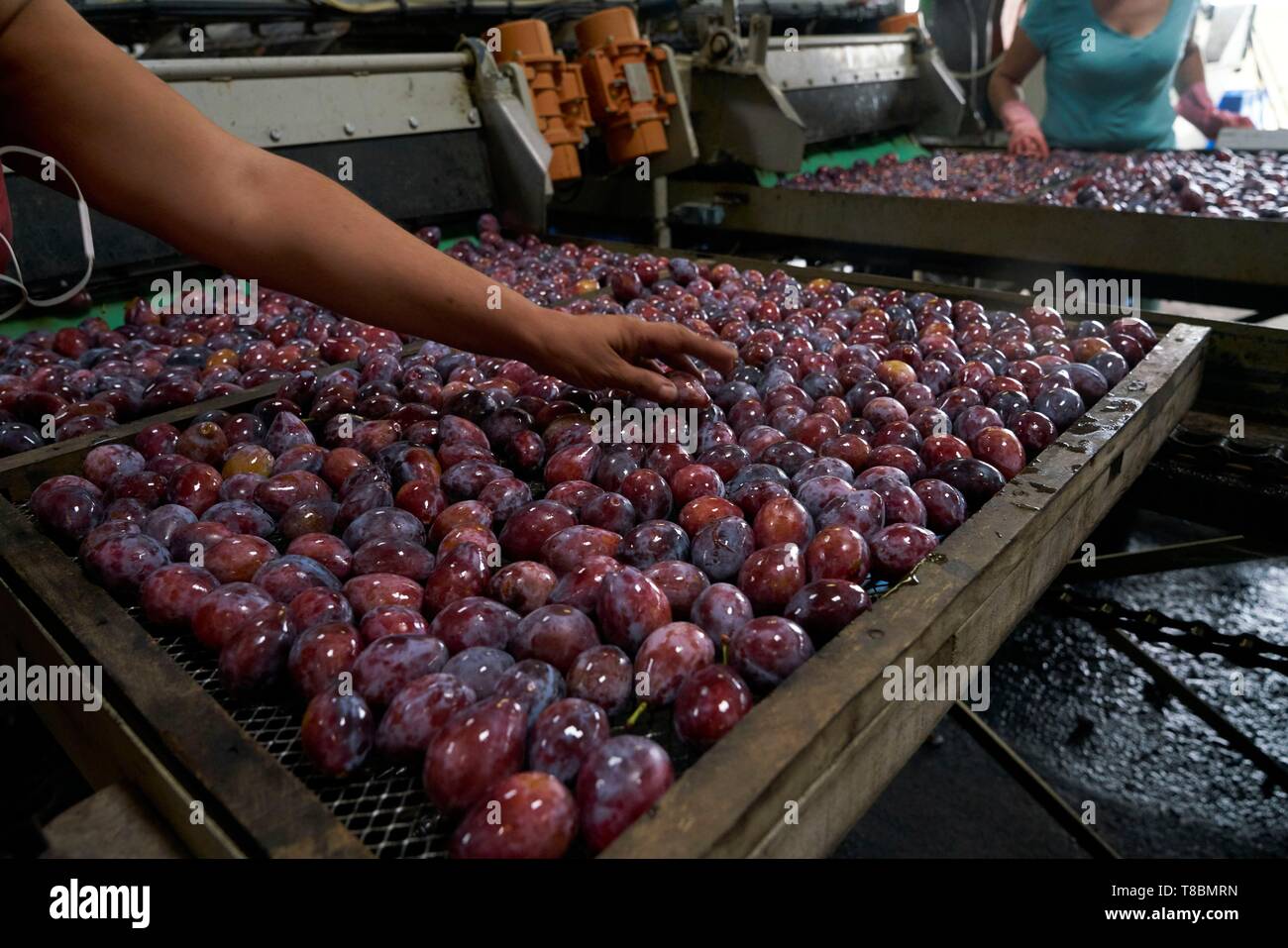 Frankreich, Lot, Belfort de Quercy, Ort La Gaubille, Verines & Freres, Produzent von Agen Pflaumen, nach der Ernte, die Pflaumen sortiert, gewaschen und in der Ausgabefächer abgelegt vor dem Trocknen Stockfoto