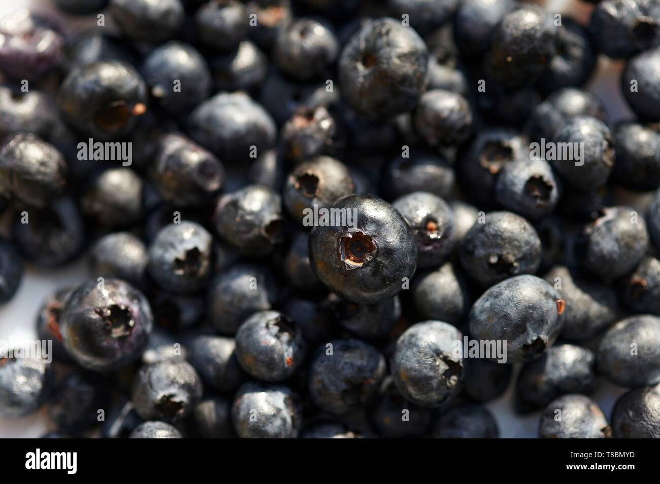 Frankreich, Haute Garonne, Früchte, Heidelbeere (Vaccinium myrtillus) Stockfoto