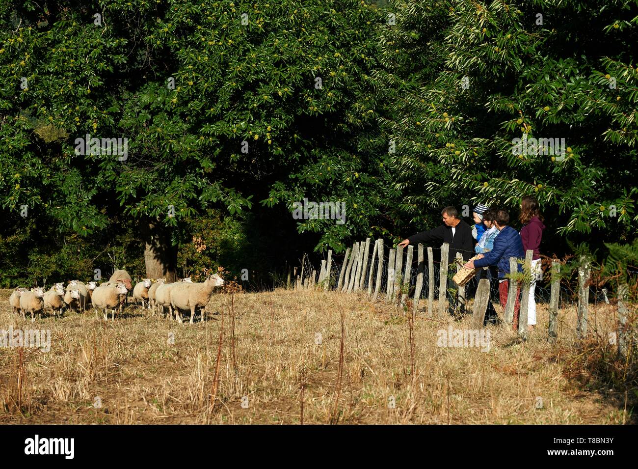 Frankreich, Aveyron, Seyrolles, Chestnut Farm, Chantal und Jean Franþois Clermont, Rezeption mit der Farm und dem Schaf Bauernhof zu besuchen die Kastanie Stockfoto