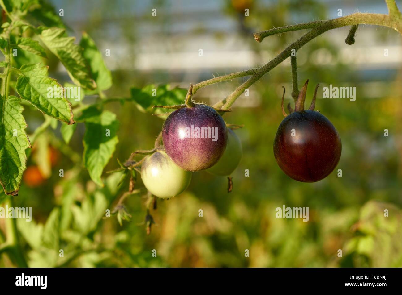 Frankreich, Aveyron, Najac, Les Jardins de la Riviere, Marie Lucille und Xavier Breton, der Gärtner, organische Produzent, Ernte der Tomaten Stockfoto