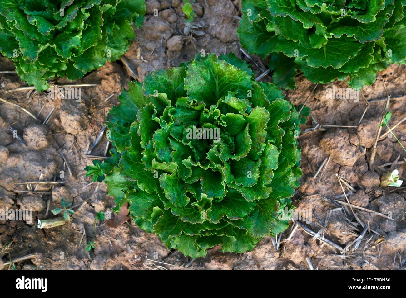 Frankreich, Aveyron, Najac, Les Jardins de la Riviere, Marie Lucille und Xavier Breton, der Gärtner, organische Produzent, Salate Stockfoto