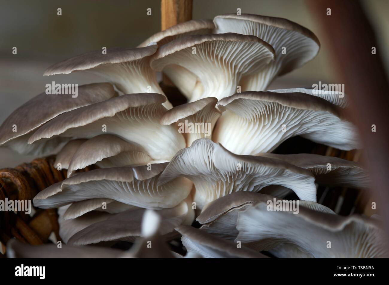 Frankreich, Aveyron, Monteils, Carles Farm, Nicolas Carles Hersteller von Austernpilzen (Pleurotus ostreatus) Stockfoto