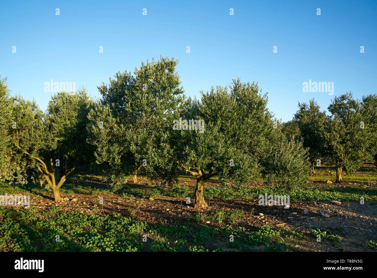 Frankreich, Aude, Caune Minervois, Bauernhof, Jean Bernard Gieules, Präsident der Olive Lucque des Languedoc, Olivenhain Stockfoto