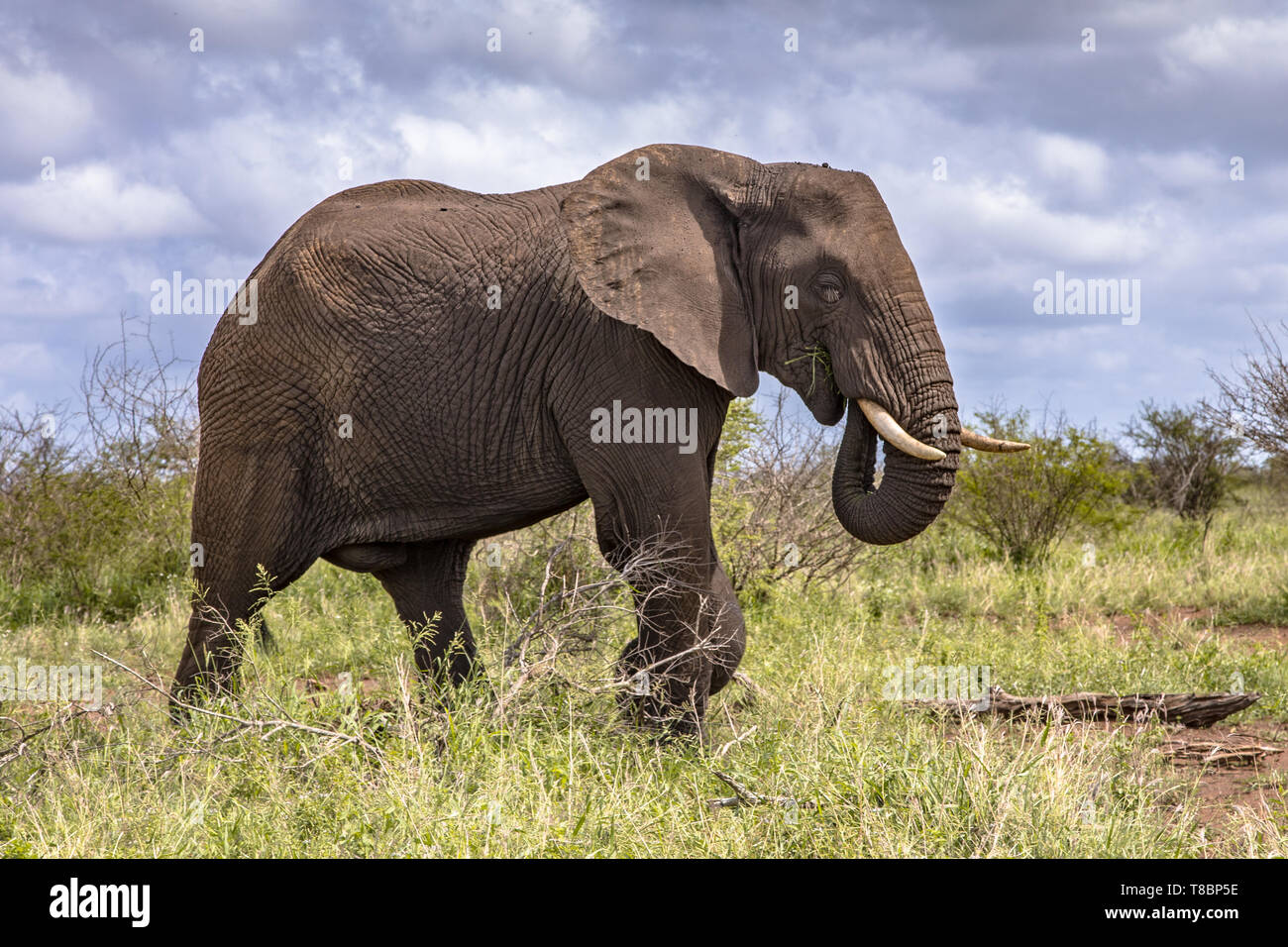 Afrikanischer Elefant (Loxodonta africana) Wandern in der Savanne von Kruger Nationalpark in Südafrika Stockfoto