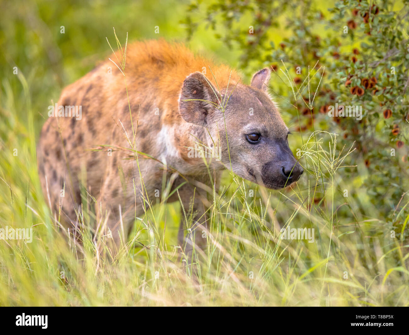 Tüpfelhyäne (Crocuta crocuta) Schnitzeljagd durch lange grüne Gras unter Morgenlicht schleichen. Stockfoto