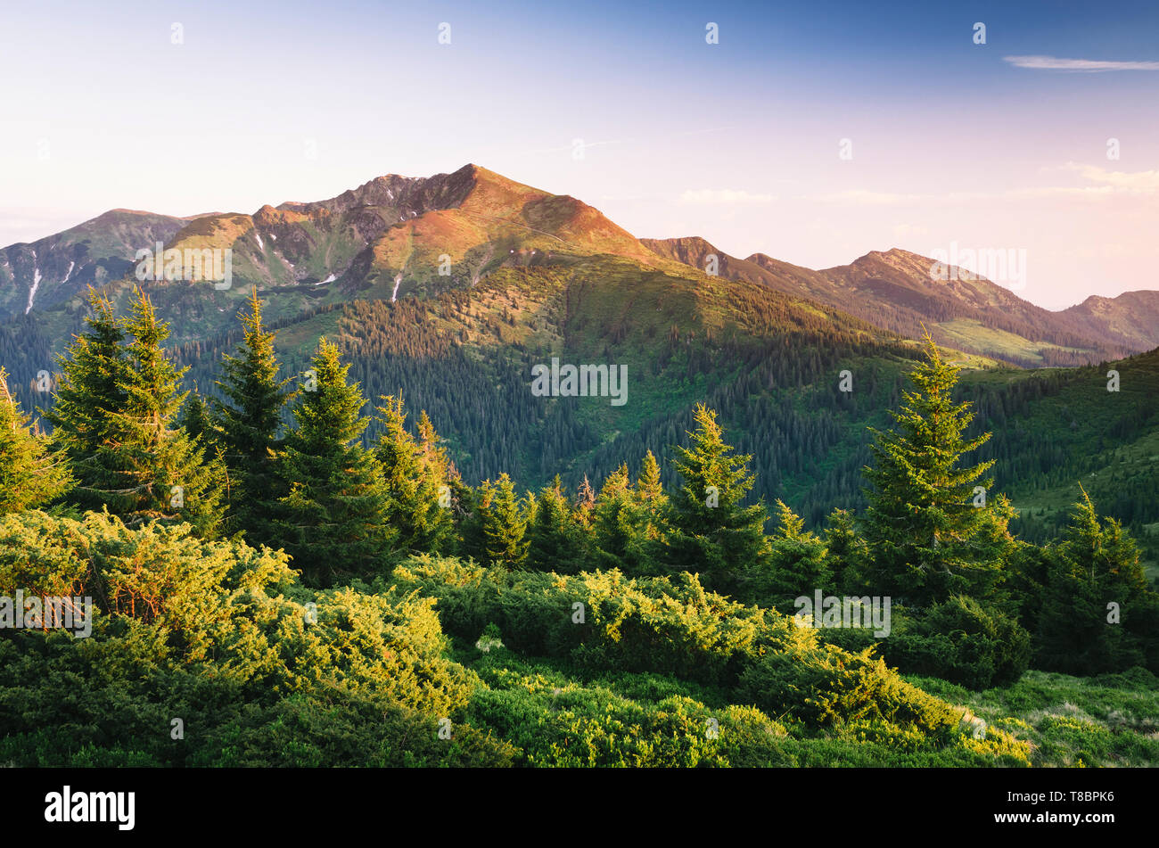Berge mit Fichtenwald. Sommer Landschaft in der Morgendämmerung. Karpaten, Ukraine, Europa Stockfoto