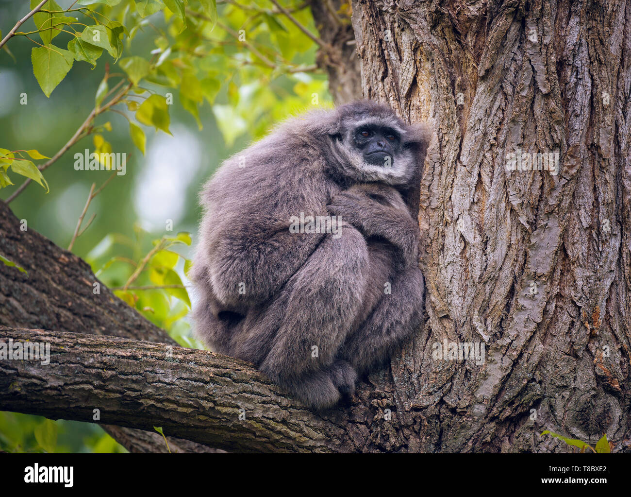 Silbrig Gibbon auch als Hylobates moloch sitzt auf einem Baum bekannt Stockfoto