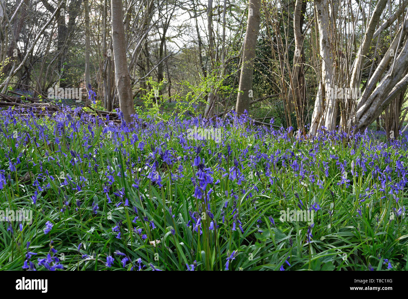 Bluebells in einem Wald in der Nähe von Wimborne, Dorset. Stockfoto