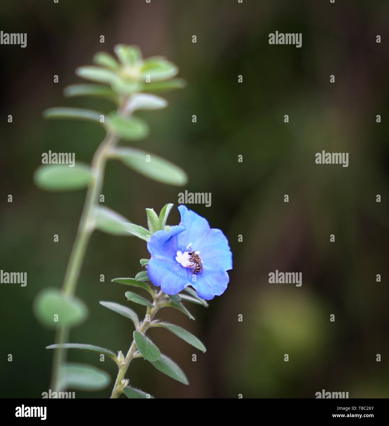 Schöne Blumen abstrakt Hintergrund der Natur. Soft Focus auf Blue Diamond Flower auf grüne Natur Hintergrund Stockfoto
