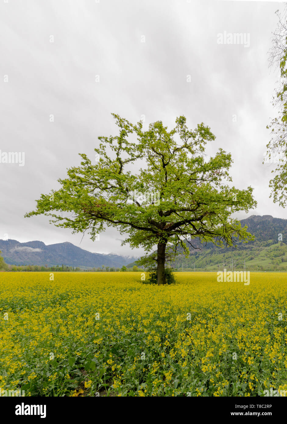 Grüne Eiche in einem blühenden gelben Raps rapeseeed Feld in die Berge der Schweiz Stockfoto