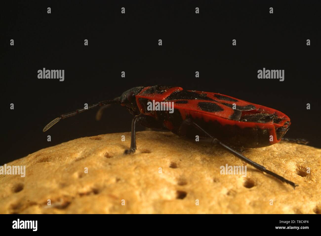 Nussbaum mit Ein Marienkäfer auf Sie, bis auf schwarzem Hintergrund schließen Stockfoto