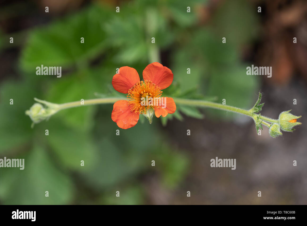 Geum coccineum borisii (ehemals Geum) - Zwerg orange avens oder Red scarlet avens blühende Blume, Pflanze in der rose Familie: Rosaceae, Makro flachen tun Stockfoto