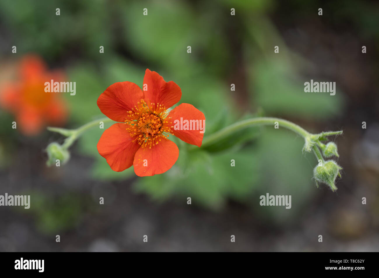 Geum coccineum borisii (geum) - Zwerg orange avens oder Red scarlet avens blühende Blume, Pflanze in der rose Familie: Rosaceae, Makro flachen dof closeup Stockfoto