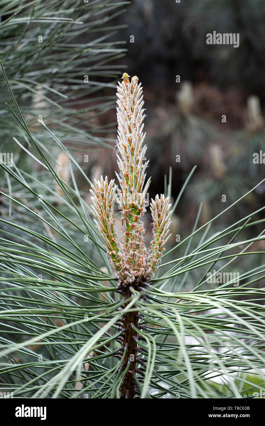 Pinus nigra, die österreichische Schwarzkiefer oder schwarze Kiefer Baum Blume, Familie: Pinaceae, Region des südlichen und östlichen Mittelmeerraums. Stockfoto