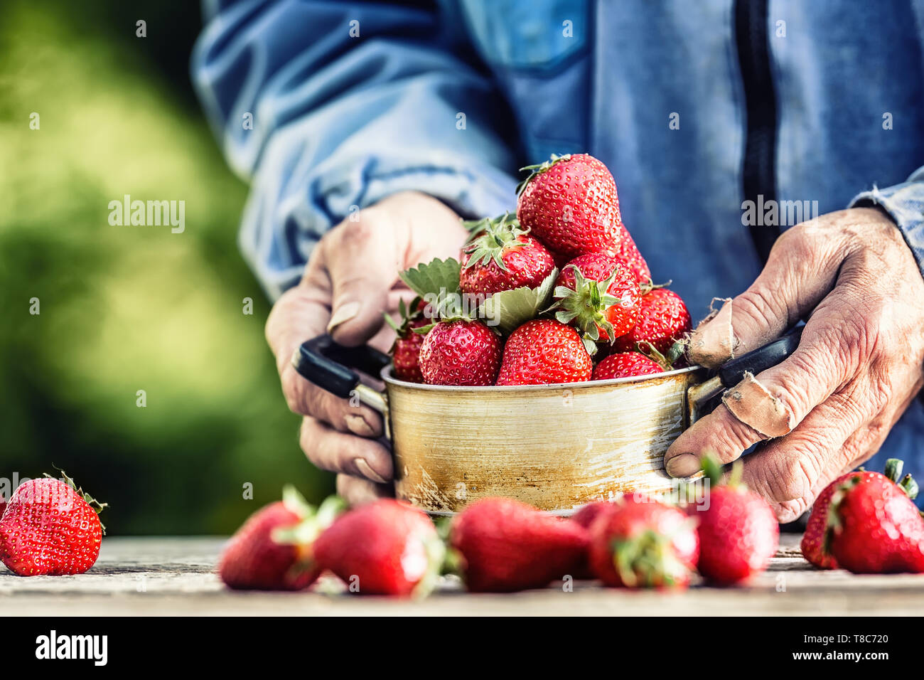 Farme in Händen halten, eine alte Küche Topf voll Frische reife Erdbeeren Stockfoto