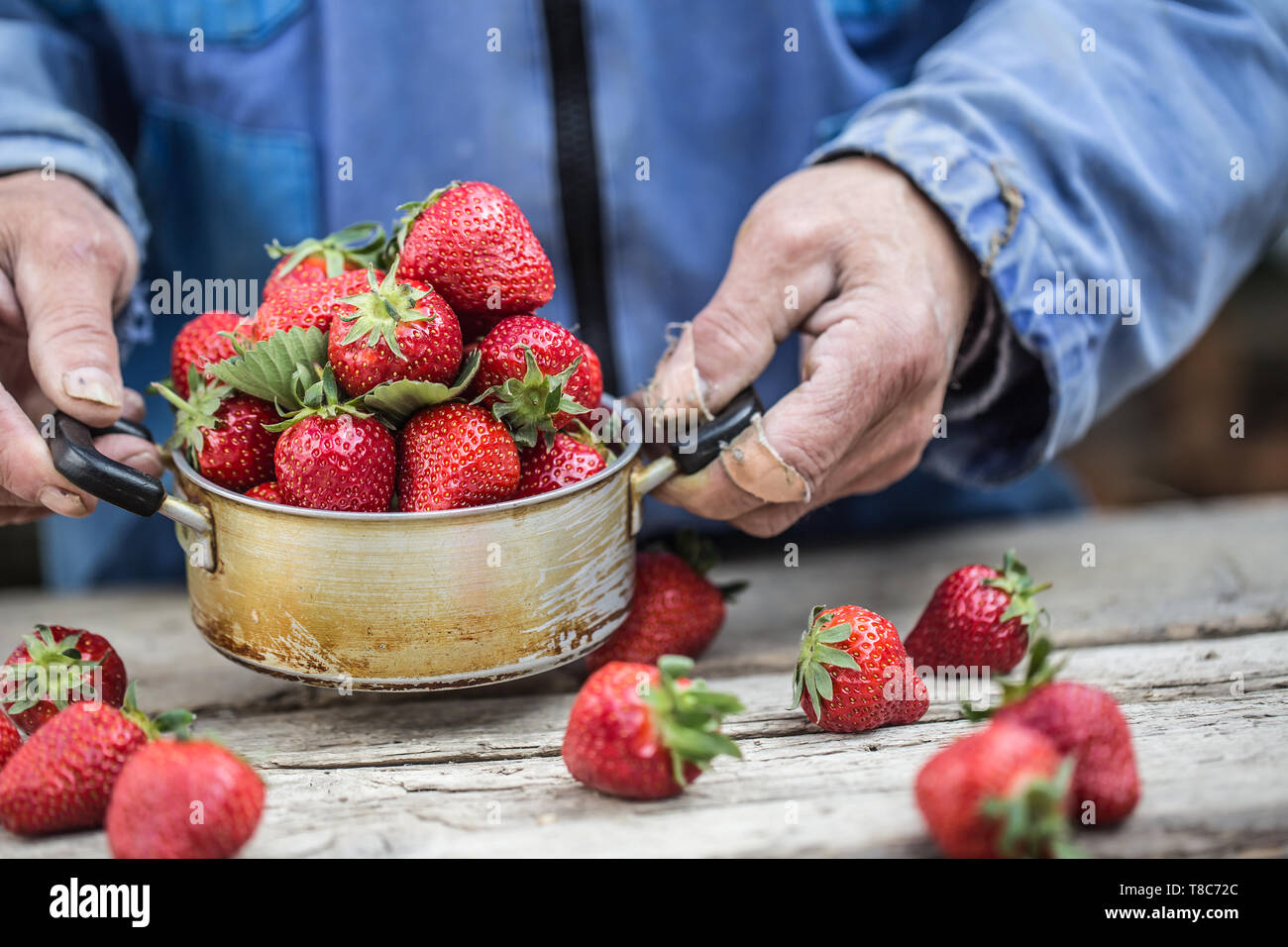Farme in Händen halten, eine alte Küche Topf voll Frische reife Erdbeeren Stockfoto