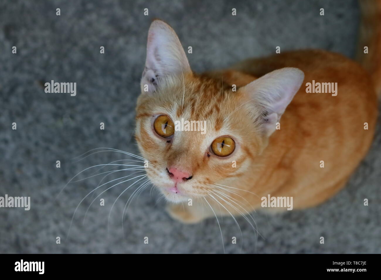 Closeup Augen von niedlichen Ingwer Katze sitzt auf dem Boden Stockfoto