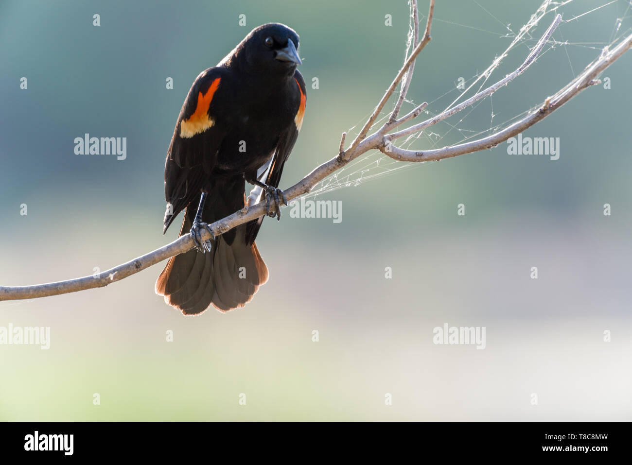 Red-Winged Blackbird (Agelaius Phoeniceus) Stockfoto