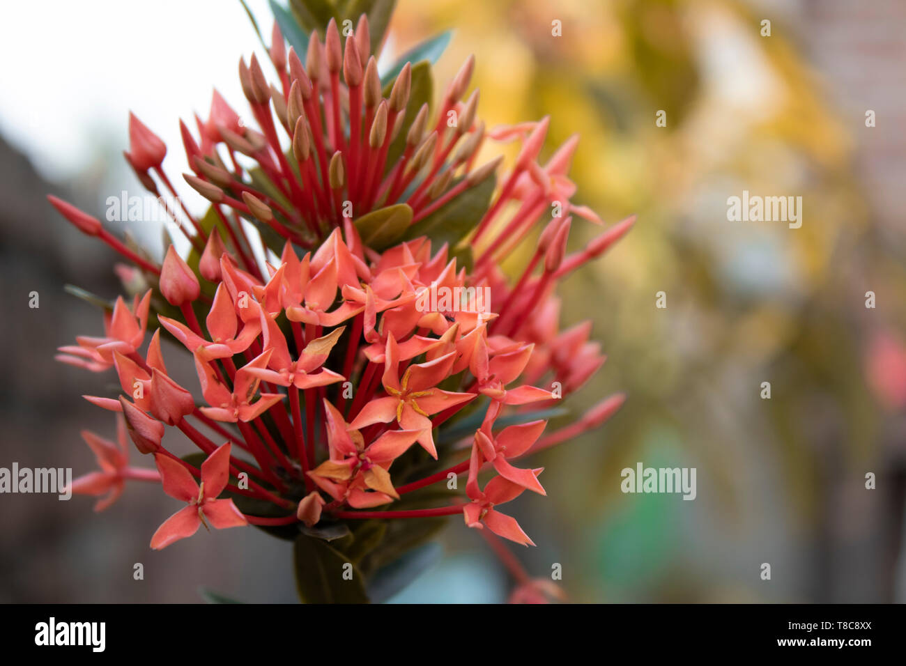 Die rote Blume von einem Blumengarten (Natur Geschenk) Stockfoto