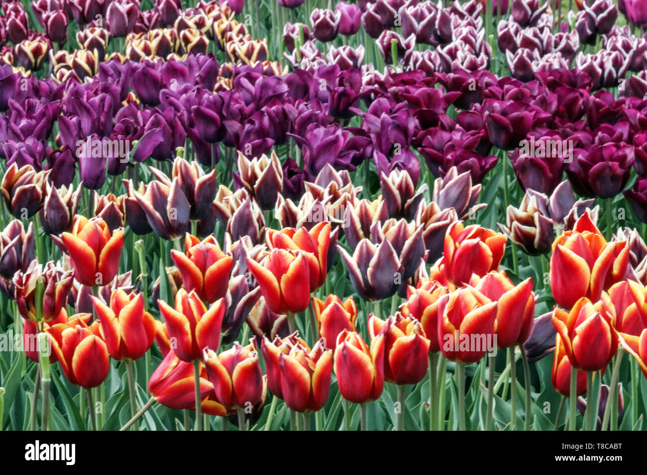 Farbenfroher Blumenbeet-Garten, gemischte Tulpen Stockfoto