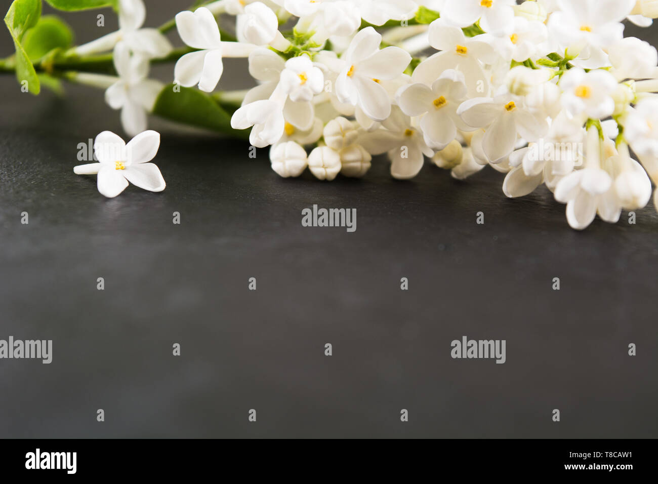 Lila Weiß auf Schwarz. Abstrakte Blume im Frühling oder im Sommer. Spa aromatherapy Konzept Design für Text. Platz kopieren Stockfoto
