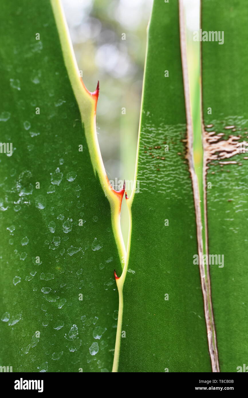 Nahaufnahme auf scharfe rote Dornen am Agave Stockfoto