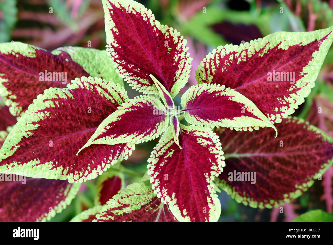 Blätter mit verschiedenen Farben von Coleus lackiert Brennnessel Pflanze Stockfoto