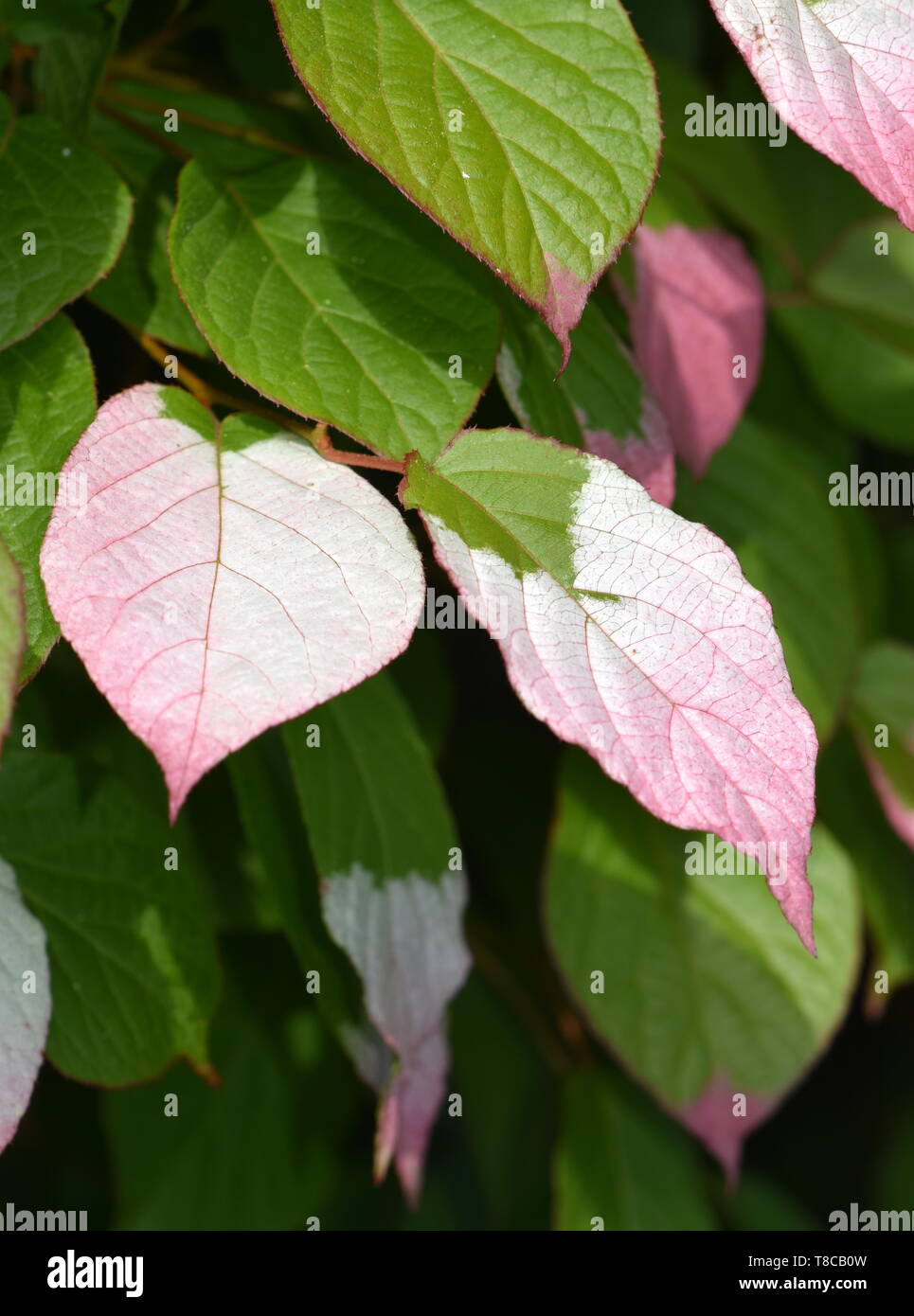 Buntes Laub auf Actinidia kolomikta panaschierten Blättern hardy Kiwi Stockfoto Buntes Laub auf Actinidia kolomikta panaschierten Blättern hardy Kiwi Stockfoto