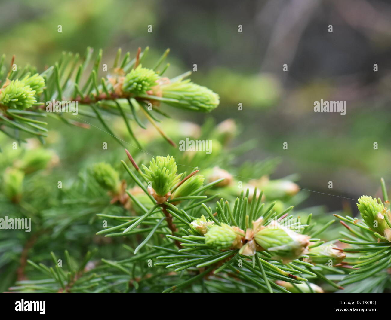 Neue grüne Blätter an einem Baum Fichte Stockfoto Neue grüne Blätter an einem Baum Fichte Stockfoto