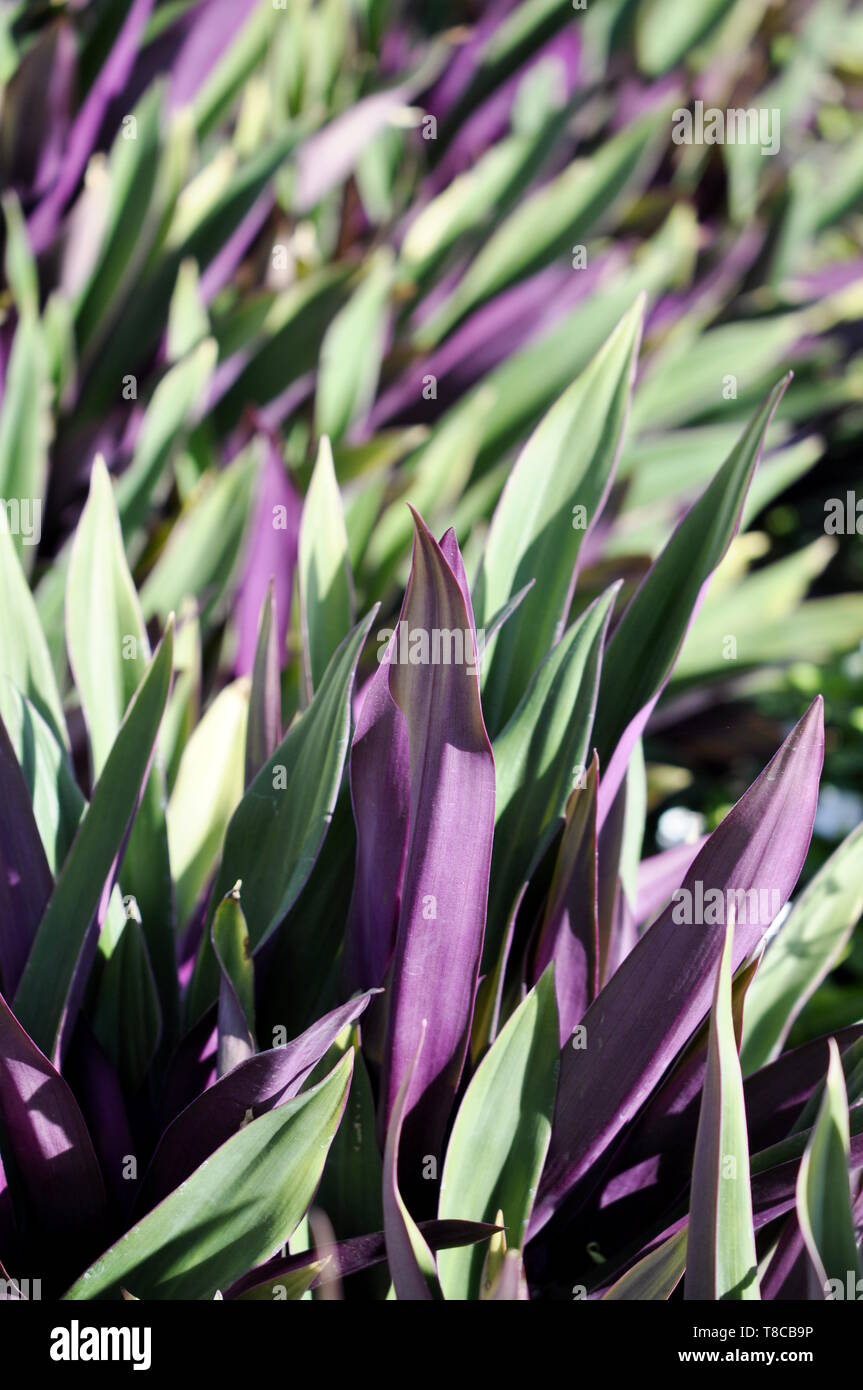 Lila Laub auf die saftige Auster anlage Rhoeo spathacea Stockfoto