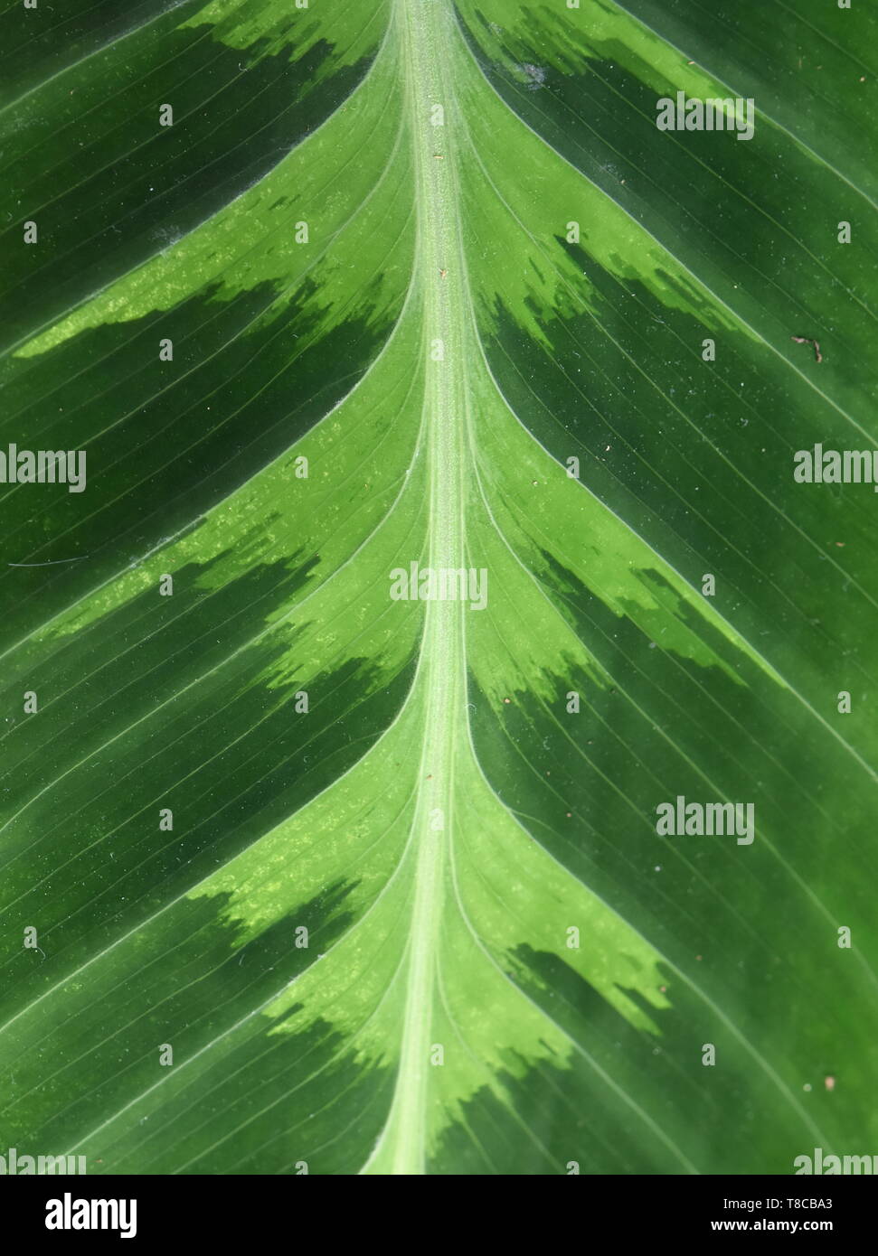 Detail grün bunte Blatt von Calathea warscewiczii Anlage Stockfoto