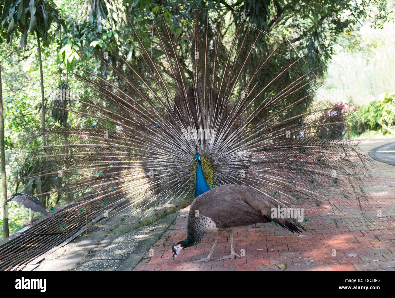 Peacock aufgefächert in Park in Kuala Lumpur, Malaysia Stockfoto