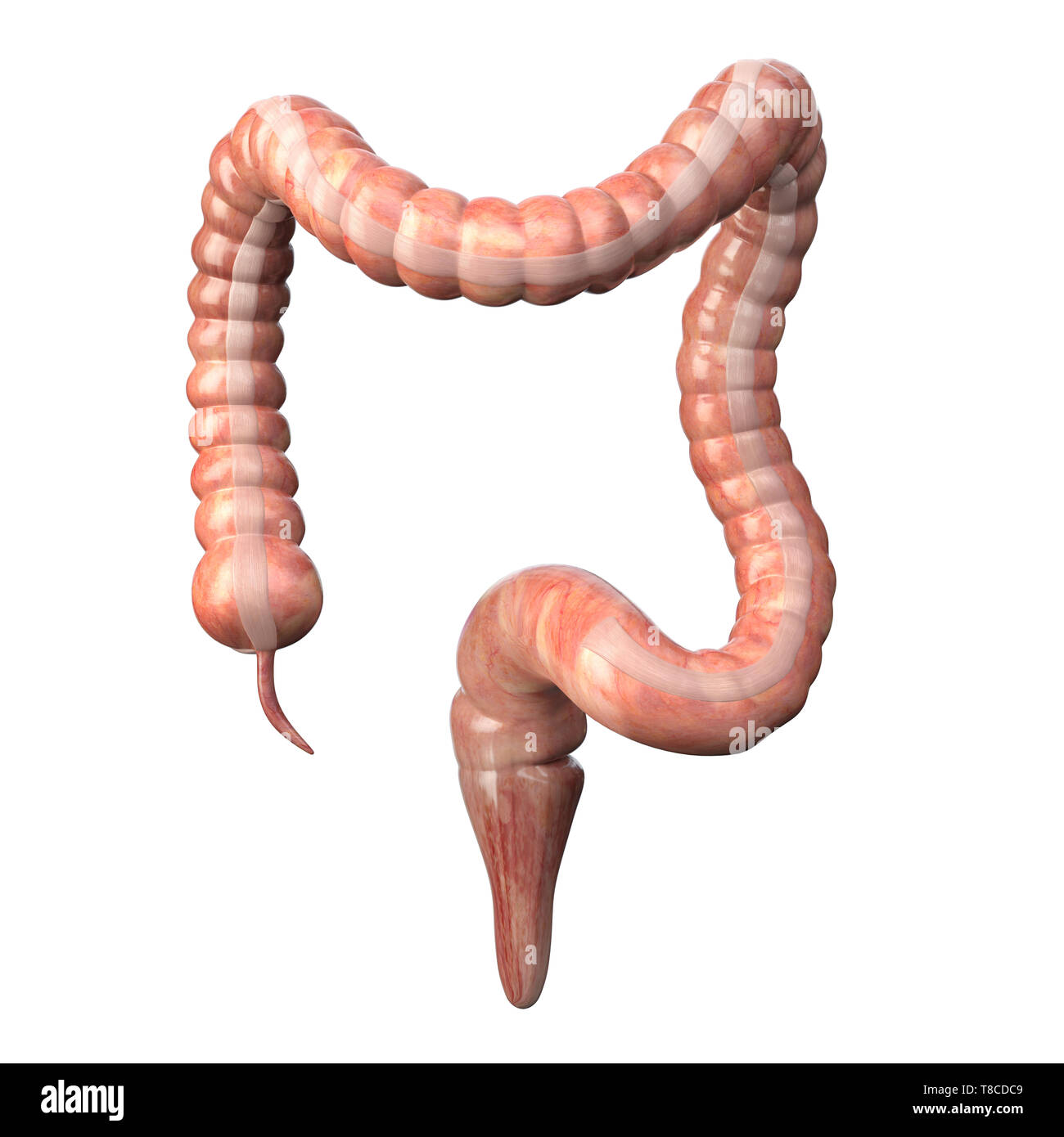 Dickdarm medizinisch genaue isoliert auf Weiss. Menschliche Verdauungssystem Anatomie. Magen-darm-Trakt. 3D-Darstellung Stockfoto