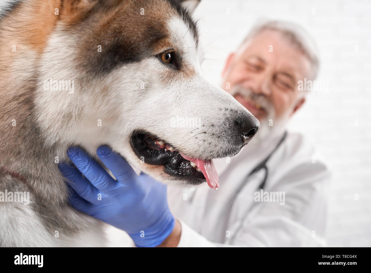Seitenansicht des wunderschönen Alaskan Malamute. Großer Hund auf Prüfung in der Tierklinik. Tierarzt untersuchen und diagnostizieren Gesundheit des Tieres. Arzt in weißer Uniform und blaue Handschuhe. Stockfoto