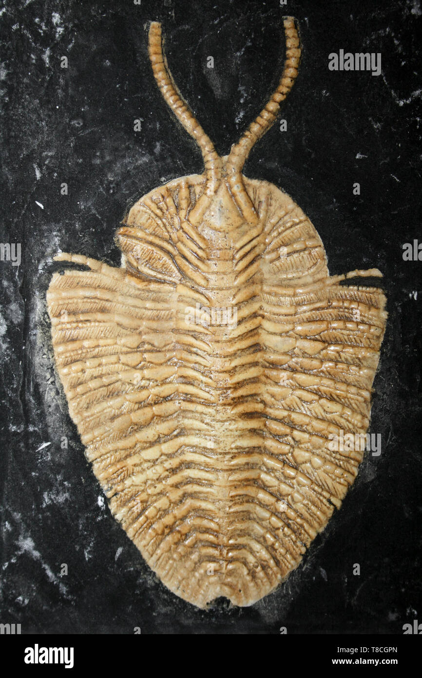 Fossile Besetzung von Triarthrus beckii - einem oberen Ordovizium ptychopariid Trilobit aus New York State- und Kentucky Stockfoto
